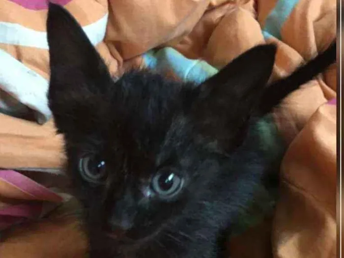 Gato ra a Sem raça  idade Abaixo de 2 meses nome Pretinho lindo????