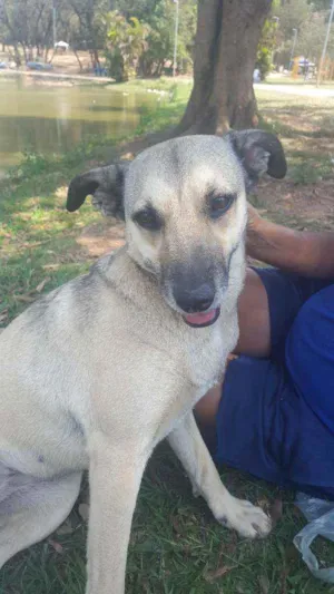 Cachorro raça Vira lata idade 3 anos nome Negão e Diana
