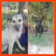 Negão e Diana