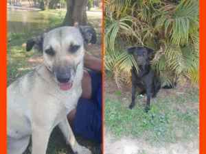 Cachorro raça Vira lata idade 3 anos nome Negão e Diana