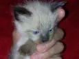 Fofuras