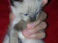 Fofuras