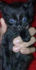 Fofuras