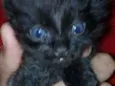 Fofuras