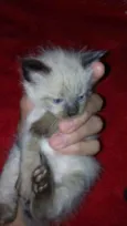 Fofuras