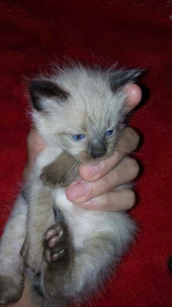 Gato ra a Sdr idade Abaixo de 2 meses nome Fofuras