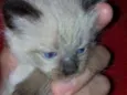 Fofuras