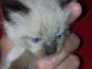 Gato raça Sdr idade Abaixo de 2 meses nome Fofuras