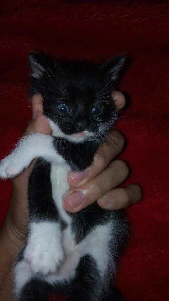 Gato ra a Sdr idade Abaixo de 2 meses nome Fofuras