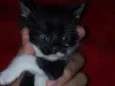 Fofuras