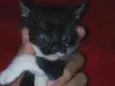 Fofuras