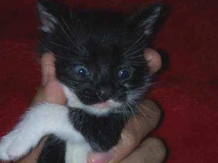 Gato ra a Sdr idade Abaixo de 2 meses nome Fofuras