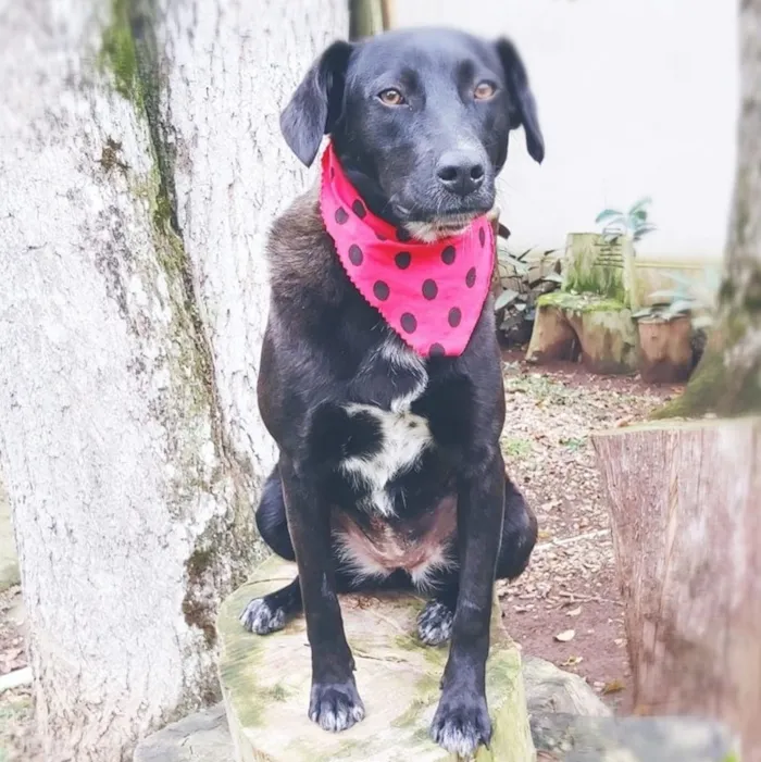 Cachorro ra a SRD-ViraLata idade 3 anos nome Fosca