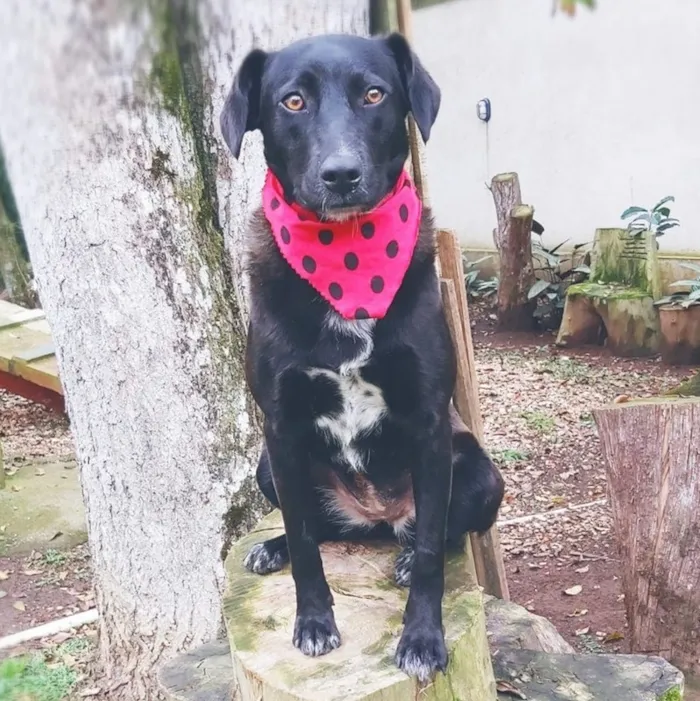 Cachorro ra a SRD-ViraLata idade 3 anos nome Fosca