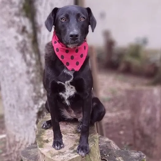 Cachorro ra a SRD-ViraLata idade 3 anos nome Fosca