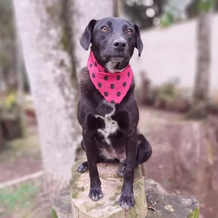 Cachorro ra a SRD-ViraLata idade 3 anos nome Fosca