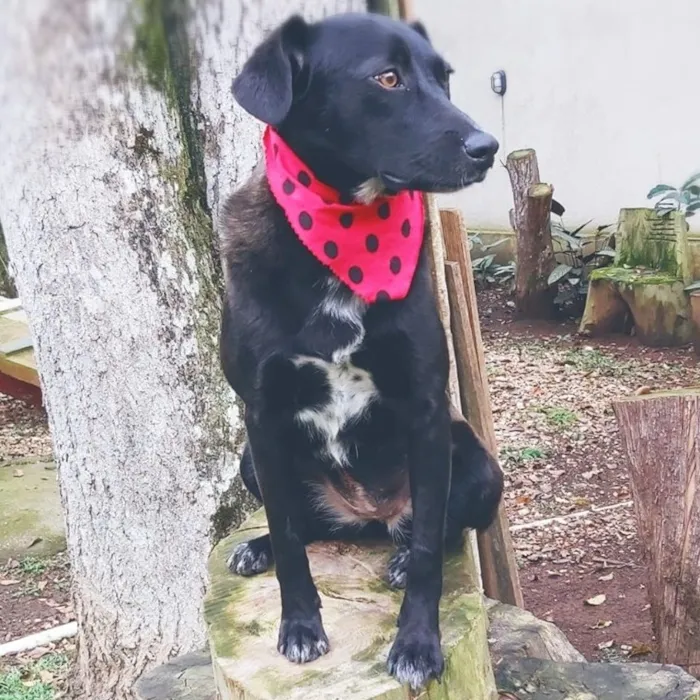 Cachorro ra a SRD-ViraLata idade 3 anos nome Fosca
