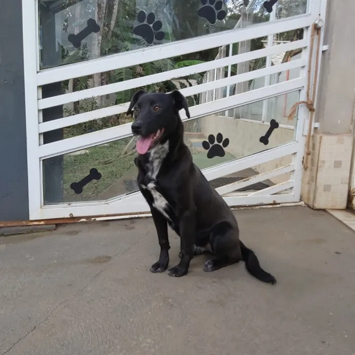 Cachorro ra a SRD-ViraLata idade 3 anos nome Fosca