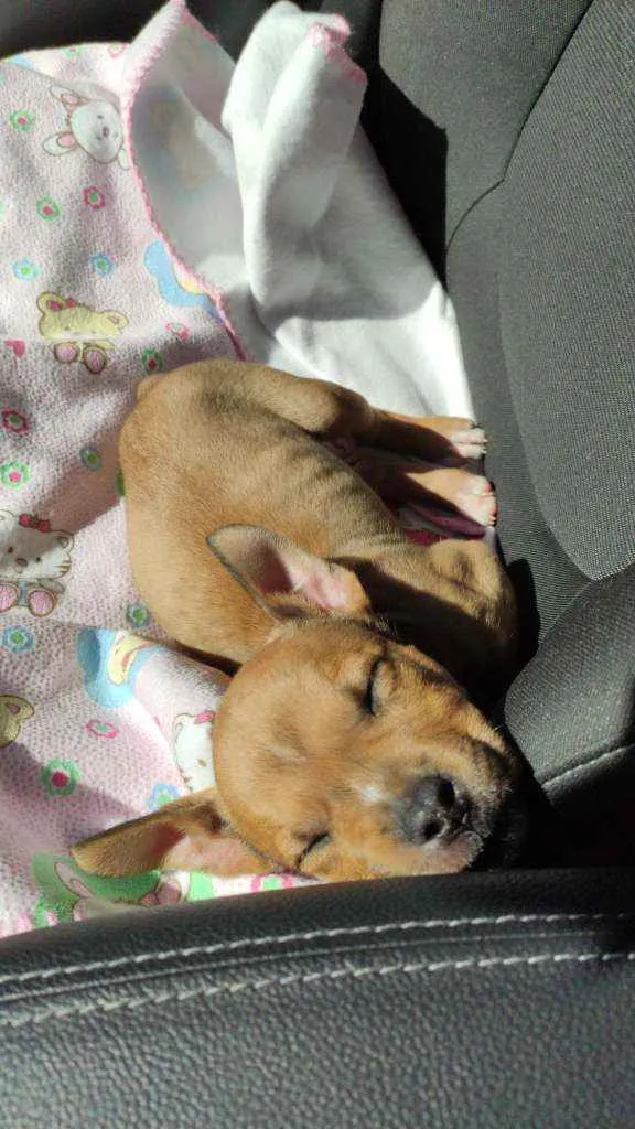 Cachorro raça SRC idade Abaixo de 2 meses nome Hel