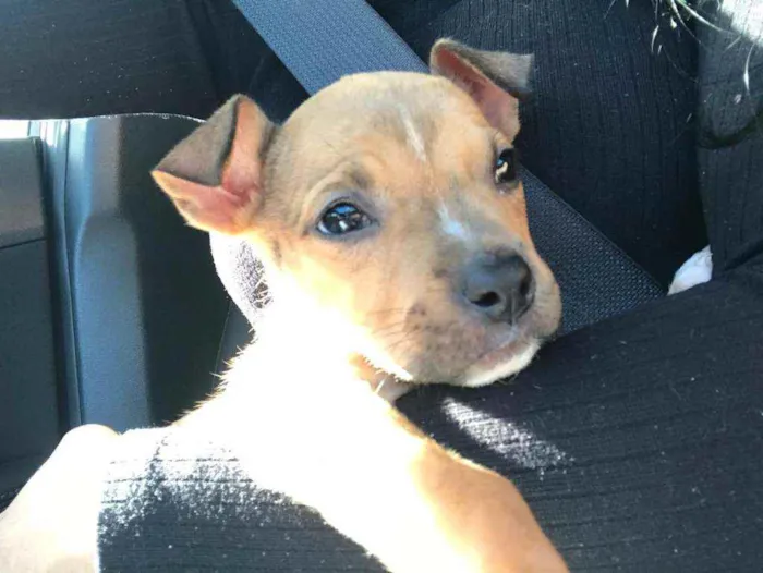 Cachorro raça SRC idade Abaixo de 2 meses nome Hel