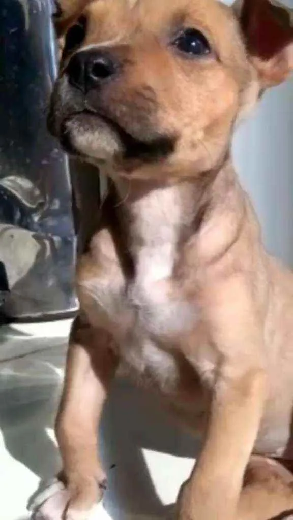 Cachorro raça SRC idade Abaixo de 2 meses nome Hel