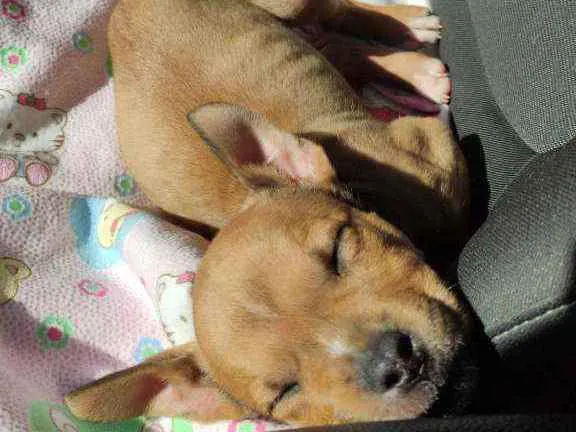 Cachorro raça SRC idade Abaixo de 2 meses nome Hel
