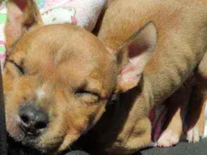 Cachorro raça SRC idade Abaixo de 2 meses nome Hel