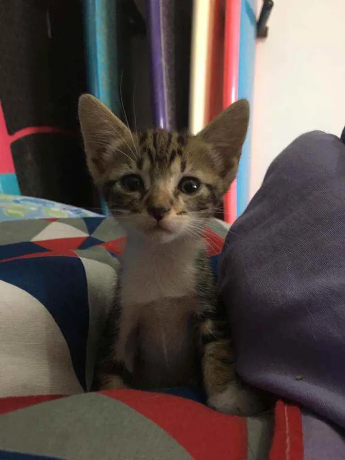 Gato ra a Sem raça  idade Abaixo de 2 meses nome Tigrado