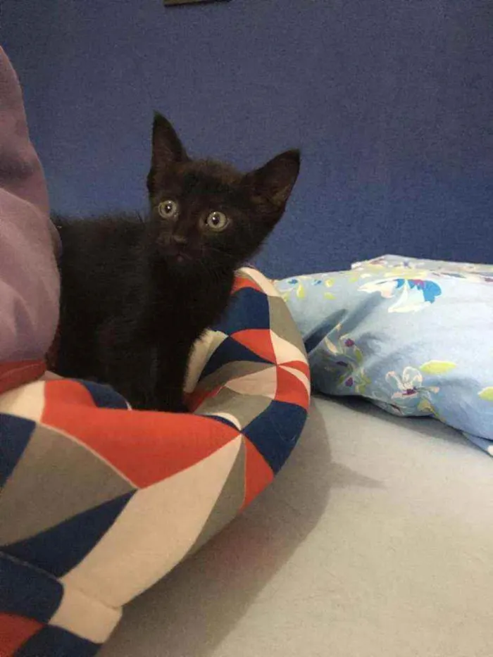Gato ra a Sem raça  idade Abaixo de 2 meses nome Pretinho lindo????