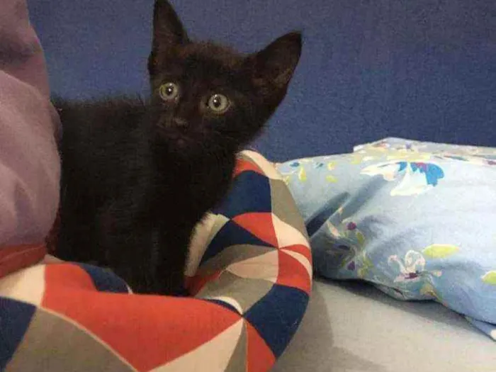 Gato ra a Sem raça  idade Abaixo de 2 meses nome Pretinho lindo????