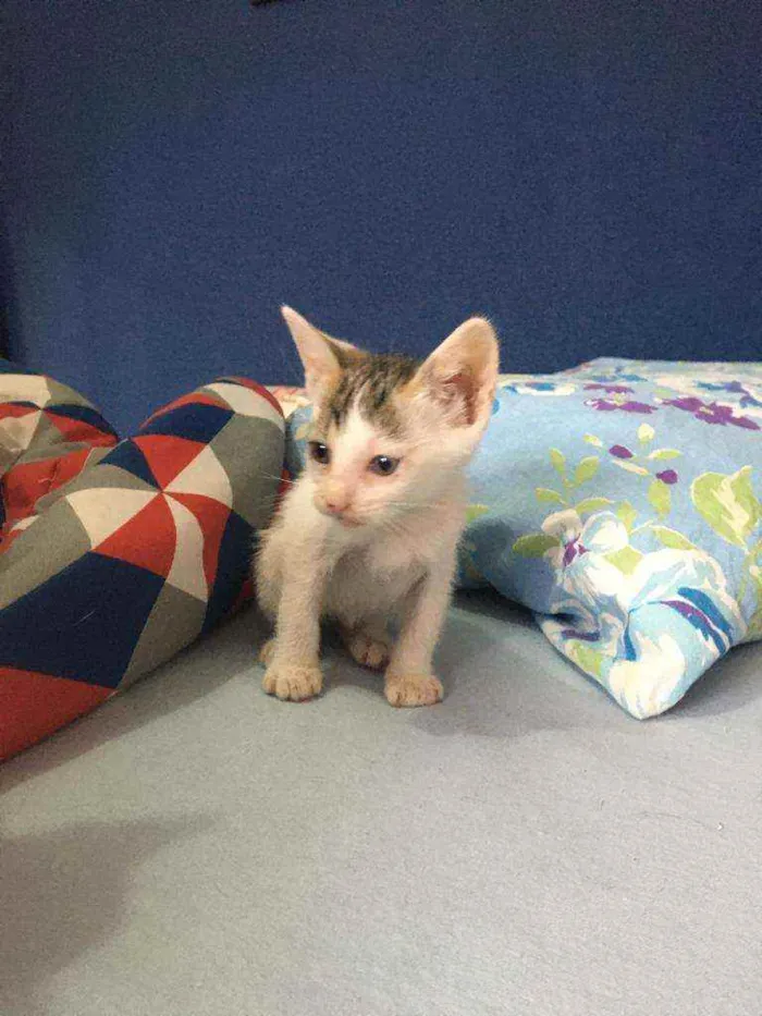 Gato raça Sem raça  idade Abaixo de 2 meses nome Branquinha linda