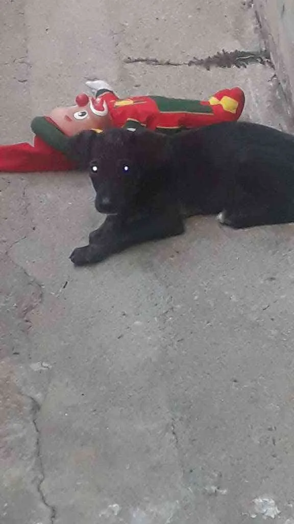 Cachorro ra a Porte piqueno  idade 2 a 6 meses nome Luk