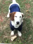 Bolinha 