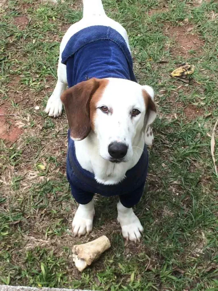 Cachorro ra a Basset Hound  idade  nome Bolinha 