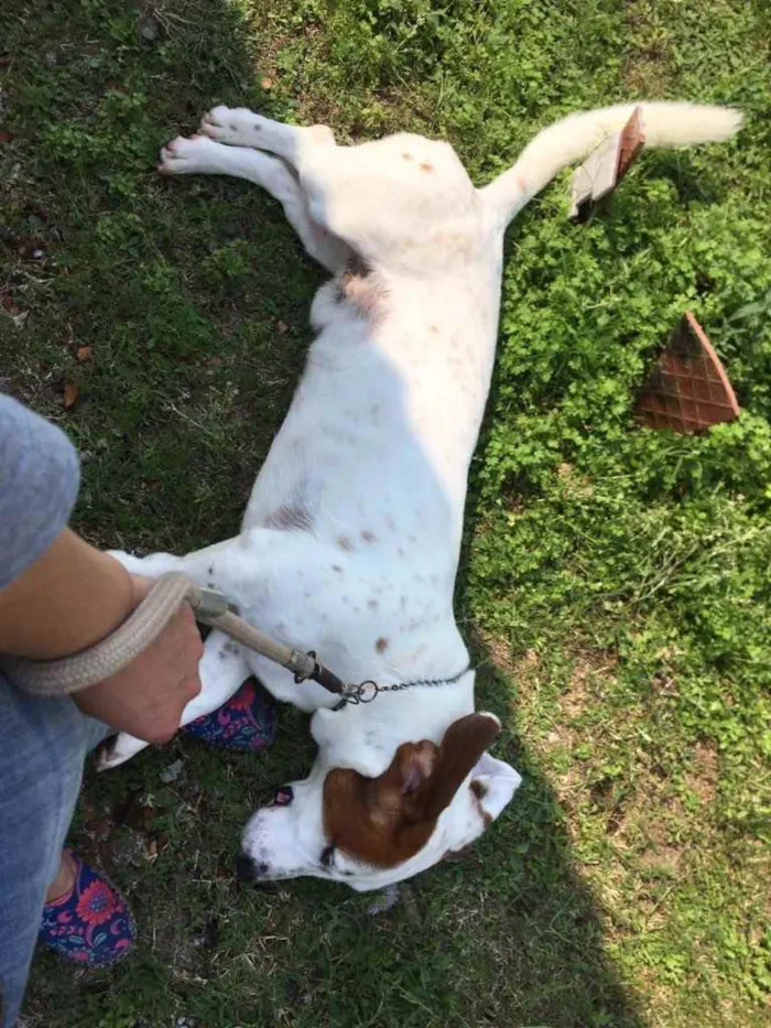 Cachorro ra a Basset Hound  idade  nome Bolinha 