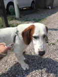 Bolinha 