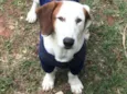 Bolinha 