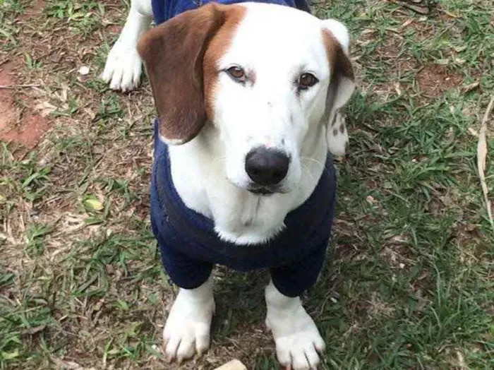 Cachorro ra a Basset Hound  idade  nome Bolinha 