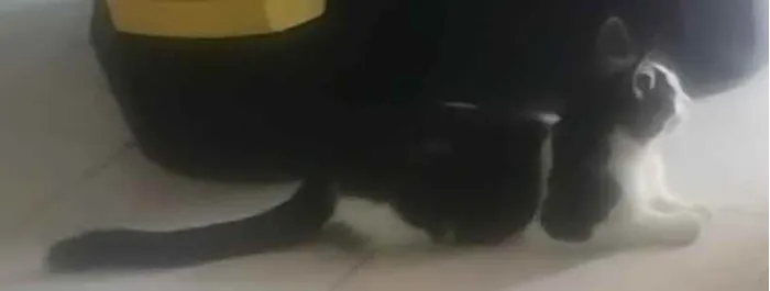 Gato ra a Vira lata idade 2 a 6 meses nome Thor