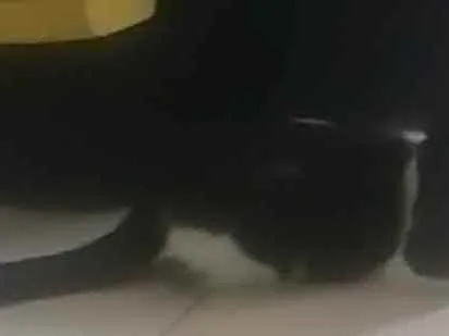 Gato ra a Vira lata idade 2 a 6 meses nome Thor