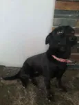 Polly