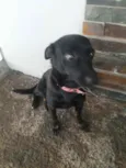 Polly