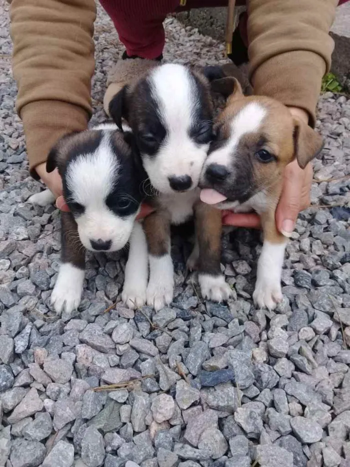 Cachorro ra a  idade 2 a 6 meses nome Não sei 