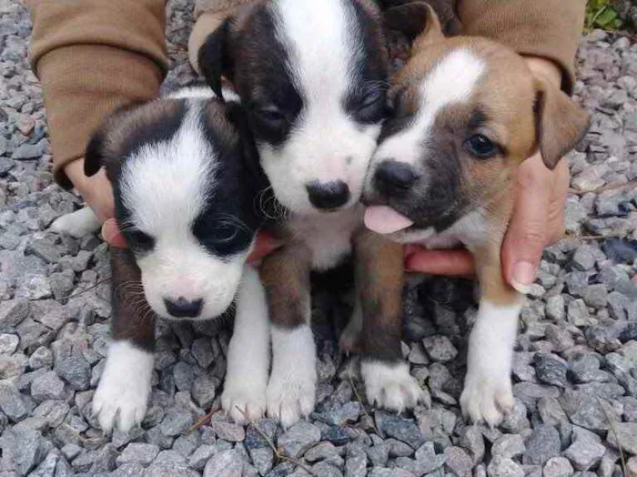 Cachorro ra a  idade 2 a 6 meses nome Não sei 