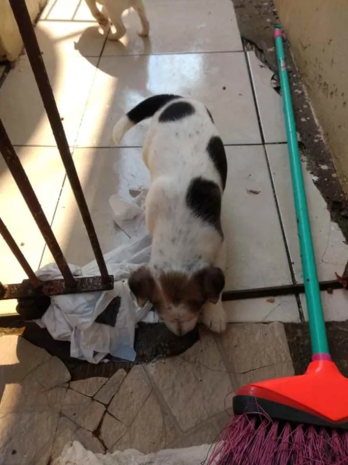 Cachorro ra a  idade 2 a 6 meses nome Não sei 