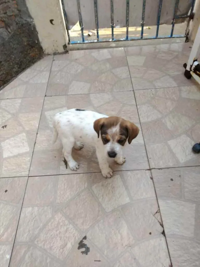 Cachorro ra a  idade 2 a 6 meses nome Não sei 