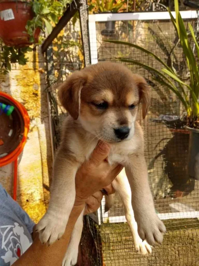 Cachorro ra a  idade 2 a 6 meses nome Não sei 