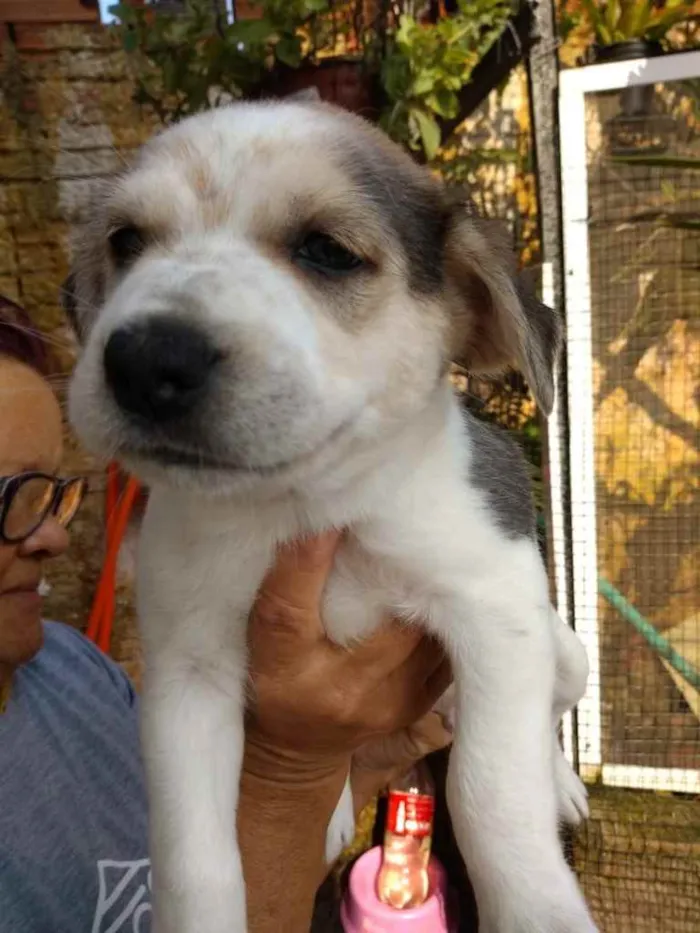 Cachorro ra a  idade 2 a 6 meses nome Não sei 