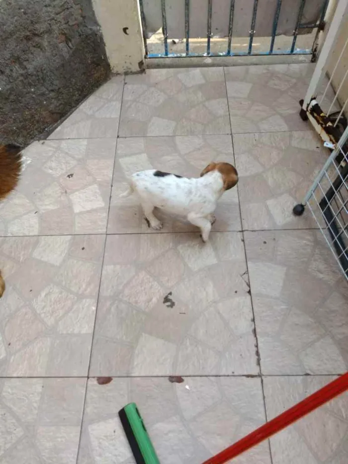 Cachorro ra a  idade 2 a 6 meses nome Não sei 