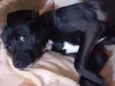 Pipoca